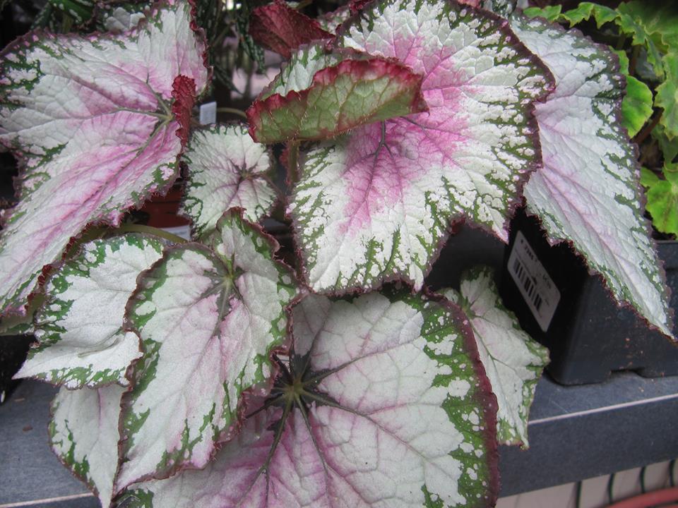 B. ‘Blushing Beauty’